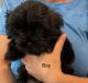 Shorkie Puppies for sale in Dunnellon, FL, USA. price: $950