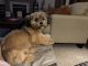 Shorkie Puppies for sale in Zephyrhills, FL, USA. price: $60,000