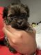 Shorkie Puppies for sale in Eastpointe, MI 48021, USA. price: $650