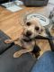 Shorkie Puppies for sale in Newark, DE, USA. price: $600