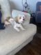 Shorkie Puppies for sale in Lawrenceville, New Jersey. price: $600