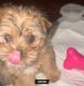 Shorkie Puppies for sale in Schenectady, New York. price: $800