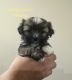 Shorkie Puppies for sale in Commerce, Georgia. price: $300