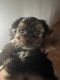 Shorkie Puppies for sale in Newark, Delaware. price: $500
