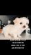 Shorkie Puppies for sale in Algonquin, Illinois. price: $900