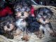 Shorkie Puppies for sale in Fairhope, AL 36532, USA. price: $650