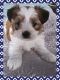 Shorkie Puppies for sale in Easton, PA, USA. price: NA