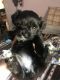 Shorkie Puppies for sale in Las Cruces, NM, USA. price: $600