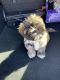 Shorkie Puppies for sale in Greencastle, PA 17225, USA. price: NA