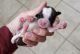 Shorkie Puppies for sale in Guntersville, AL, USA. price: $500