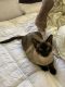 looking for a home for my male siamese cat