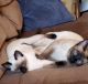 Siamese Cats for sale in Orleans County, VT, USA. price: $400