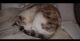 Siamese Cats for sale in Osceola, IA 50213, USA. price: $750
