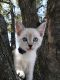 Siamese Cats for sale in Lancaster, PA, USA. price: $800