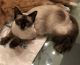 Siamese Cats for sale in Apopka, FL, USA. price: $250