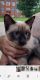 Siamese Cats for sale in Hillsboro, IA 52630, USA. price: $1,200