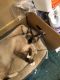 Siamese Cats for sale in Fort Myers, FL, USA. price: $150
