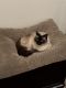 Siamese Cats for sale in Zephyrhills, FL 33545, USA. price: NA