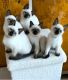 Siamese Cats for sale in Browerville, Minnesota. price: $500