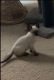 Siamese Cats for sale in Nashua, NH, USA. price: $600