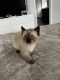 Siamese Cats for sale in Bellefonte, PA 16823, USA. price: $800