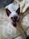 Siamese Cats for sale in Hudson, New Hampshire. price: $500