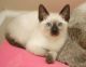 Siamese Cats for sale in Richmond, VA, USA. price: NA