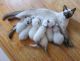 Siamese Cats for sale in Waterford Twp, MI, USA. price: NA