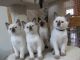 Siamese Cats for sale in Waterford Twp, MI, USA. price: NA