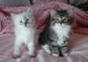 Siberian Cats for sale in Melrose Ave N, Hamilton, ON, Canada. price: NA