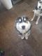 Siberian Husky Puppies for sale in Colorado Springs, CO 80915, USA. price: $150