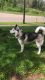 Siberian Husky Puppies for sale in Barberton, OH 44203, USA. price: NA