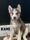 Siberian Husky Puppies for sale in Tiverton, RI, USA. price: NA
