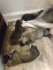 Siberian Husky Puppies for sale in Reelfoot St, Tiptonville, TN 38079, USA. price: NA