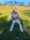 Siberian Husky Puppies for sale in La Habra Heights, CA 90631, USA. price: $600