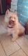 Siberian Husky Puppies for sale in Providence, RI, USA. price: $1,300
