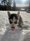 Siberian Husky Puppies for sale in Spokane, WA, USA. price: $1,000