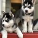 WOOLY COAT BLUE EYES SIBERIAN HUSKY PUPPIES/DOGS AVAILABLE FOR SALE