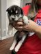 Siberian Husky Puppies for sale in Dallas, TX, USA. price: $1,000