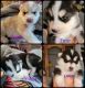 Siberian Husky Puppies for sale in Tumwater, WA 98512, USA. price: $1,200