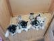 Siberian Husky Puppies for sale in Tumwater, WA 98512, USA. price: $1,000
