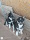 Siberian Husky Puppies for sale in Veguita, NM 87062, USA. price: $550