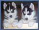 Siberian Husky Puppies Blue eyes Ready