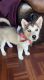 Siberian Husky Puppies for sale in El Paso, TX 79903, USA. price: NA
