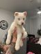 Siberian Husky Puppies for sale in Lacey, WA 98516, USA. price: $900
