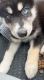 Siberian Husky Puppies for sale in 7680 Walnut Creek Ct, West Chester Township, OH 45069, USA. price: NA