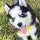 Siberian Husky Puppies for sale in 2110 N Yarbrough Dr, El Paso, TX 79925, USA. price: NA