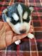 Siberian Husky Puppies for sale in Dallas, TX 75287, USA. price: $800