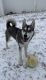 Siberian Husky Puppies for sale in Heber Springs, AR 72543, USA. price: $75