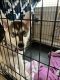 Siberian Husky Puppies for sale in Manor, TX 78653, USA. price: $500